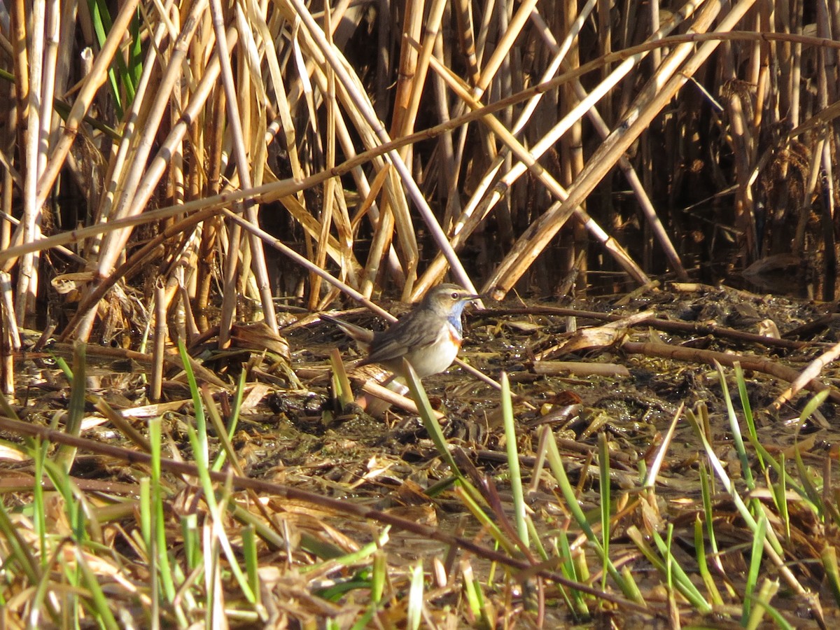 Bluethroat - ML646126972