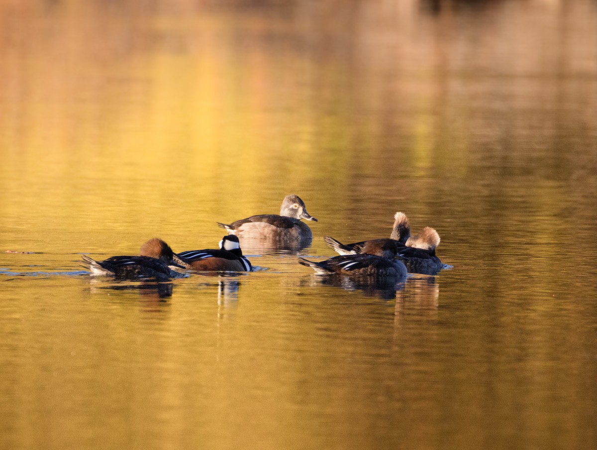 Ring-necked Duck - ML646126985