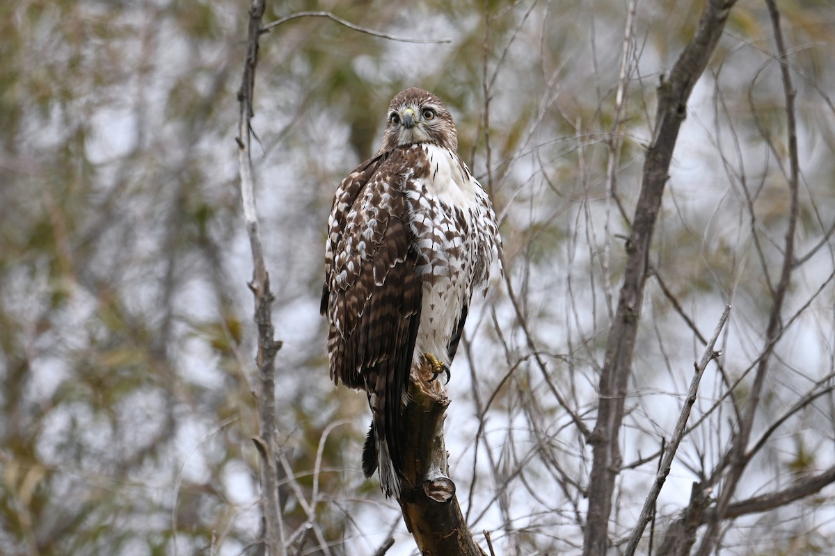 Red-tailed Hawk - ML646126991