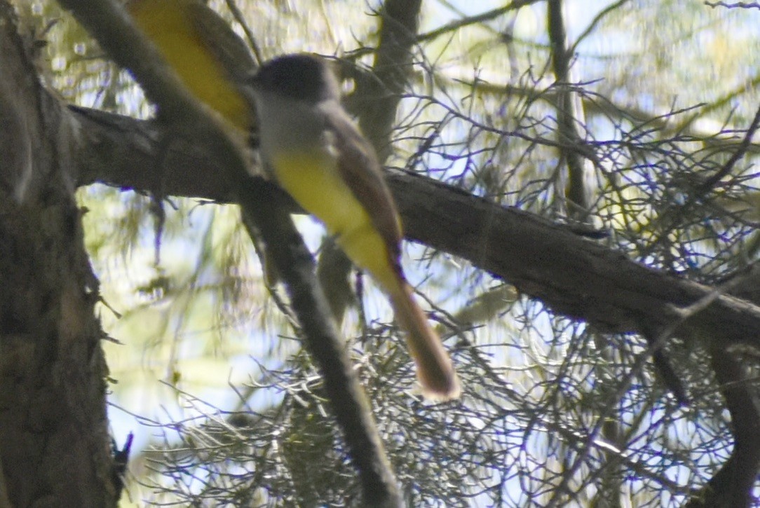 Dusky-capped Flycatcher - ML646126992