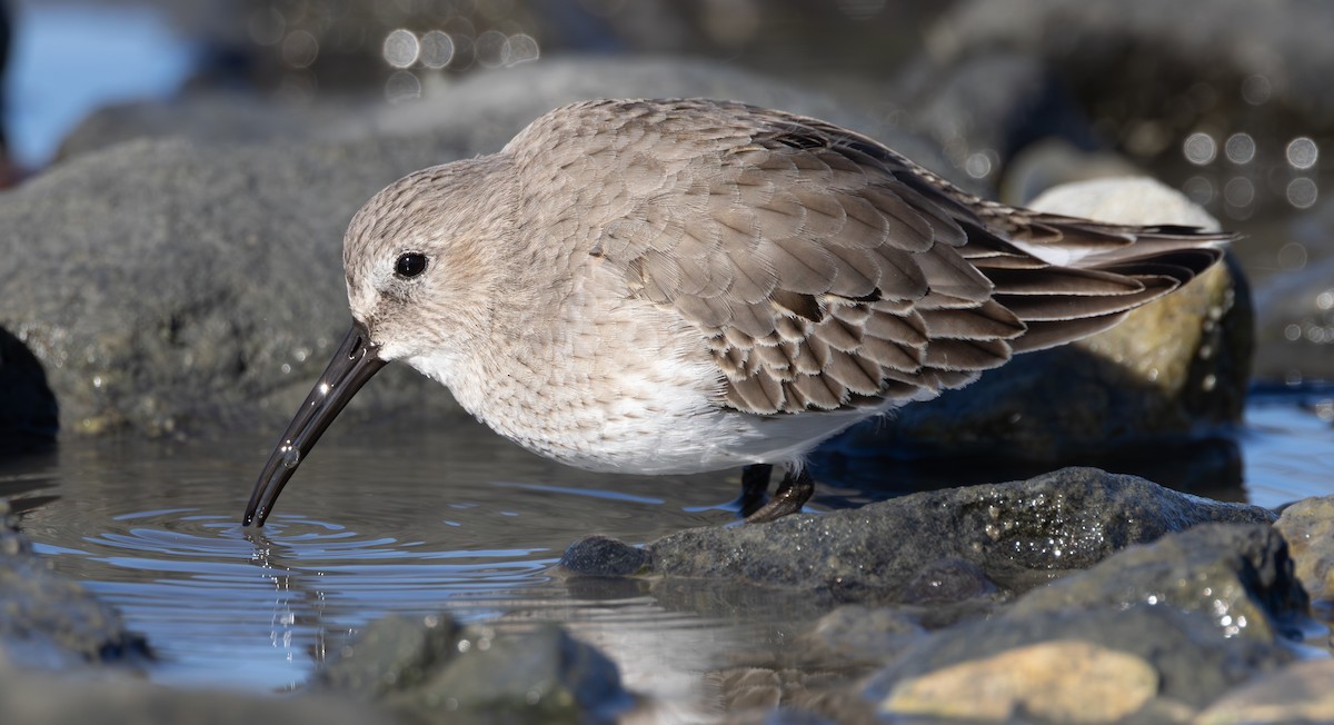 Dunlin - ML646126997
