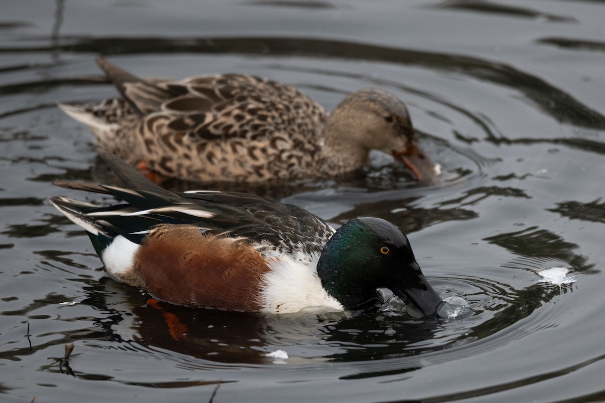 琵嘴鴨 - ML646126999