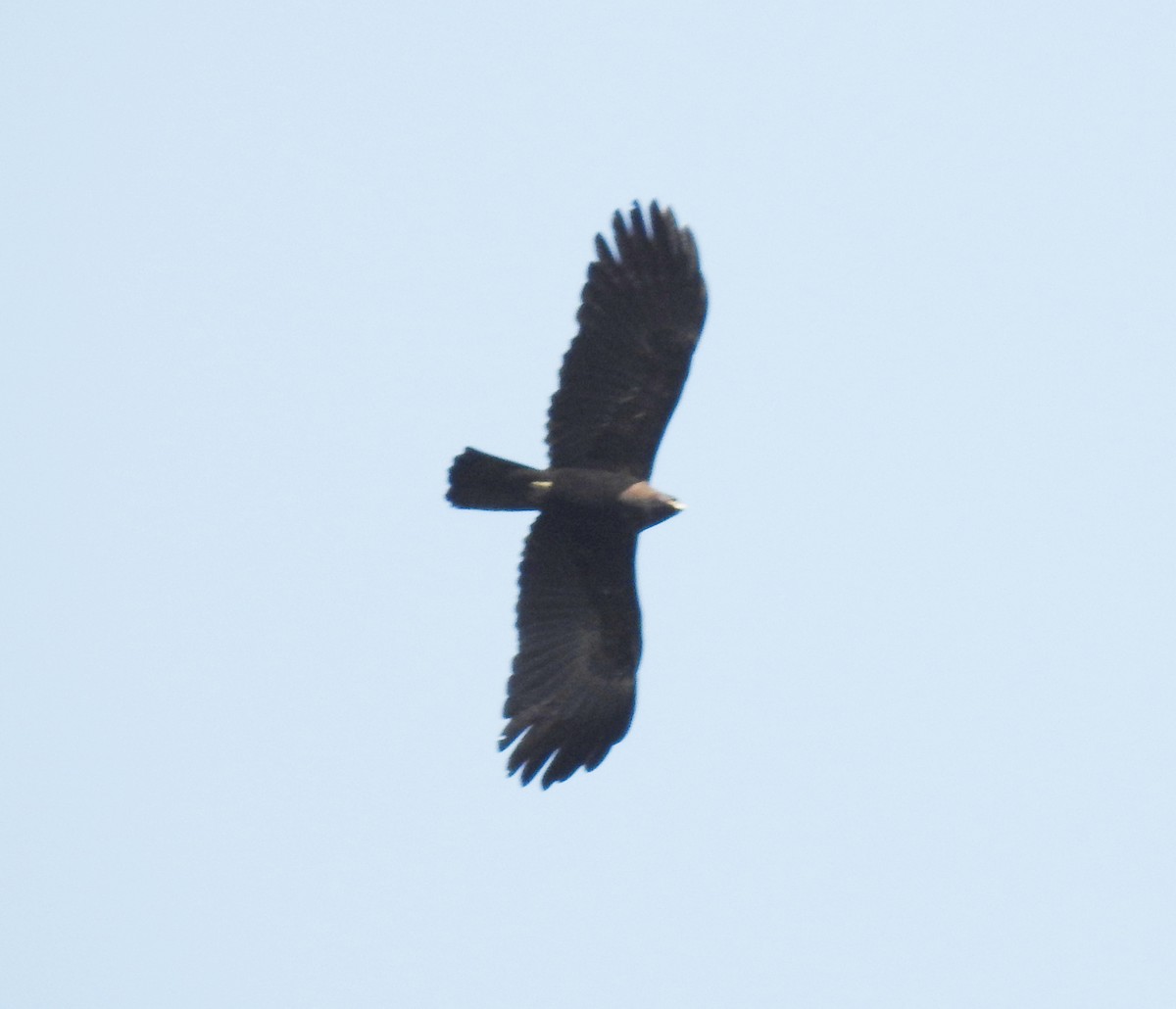 Black Eagle - ML646127001