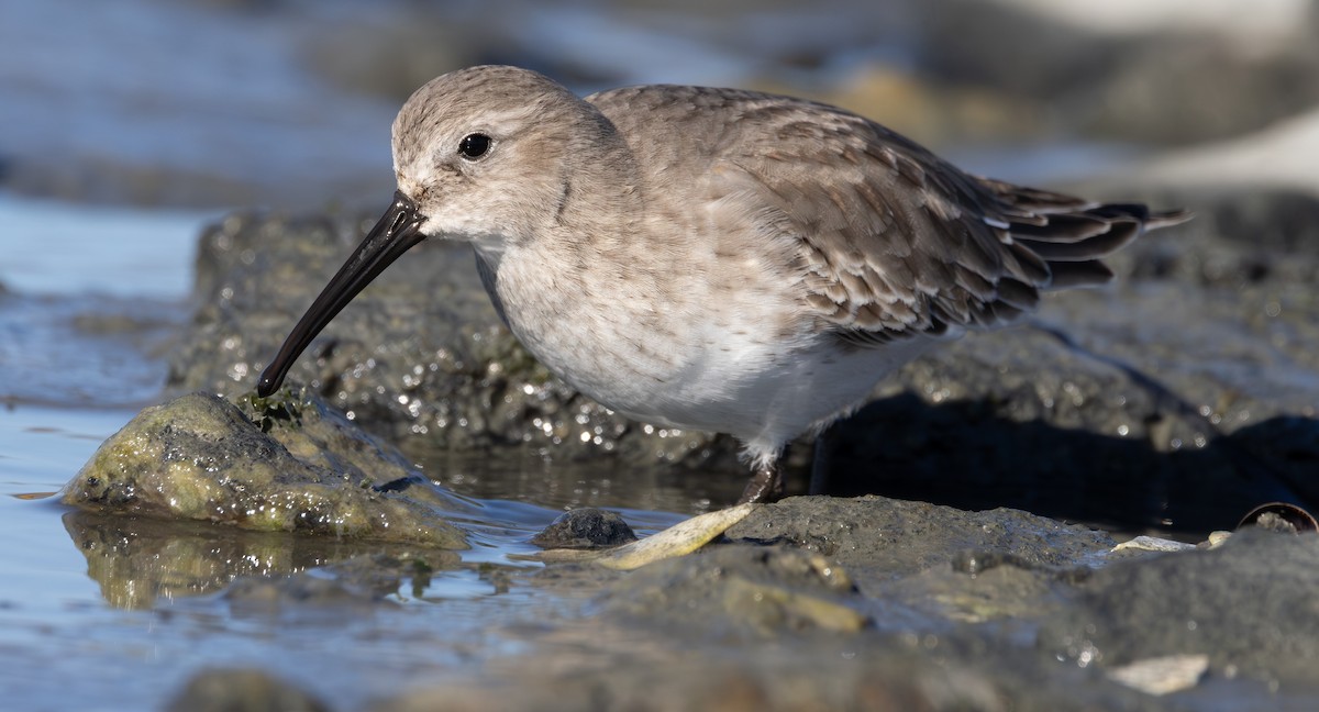 Dunlin - ML646127012