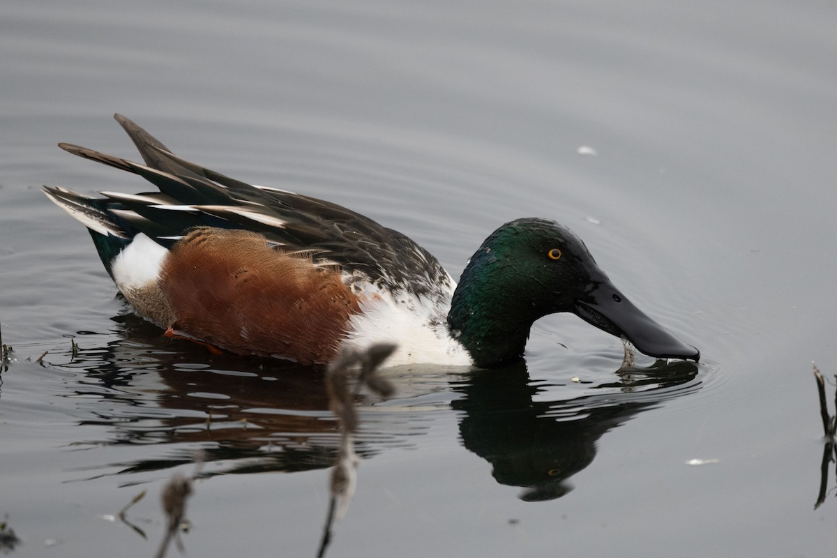 琵嘴鴨 - ML646127014