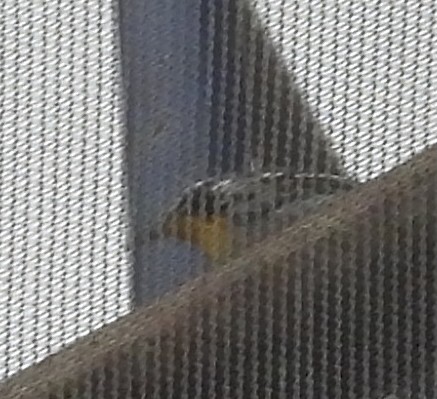 Yellow-throated Warbler - ML646127020