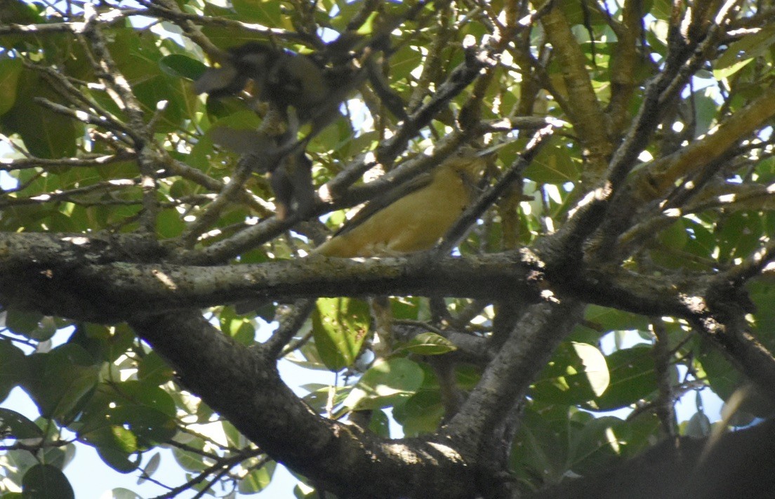 Clay-colored Thrush - ML646127024