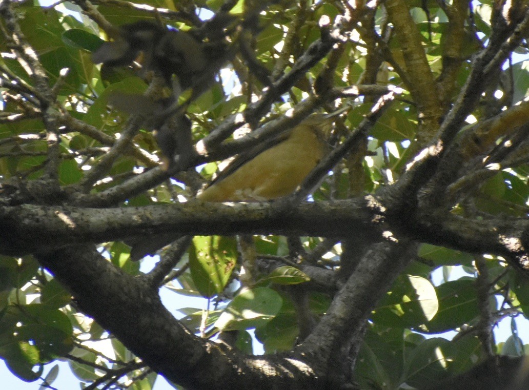 Clay-colored Thrush - ML646127025