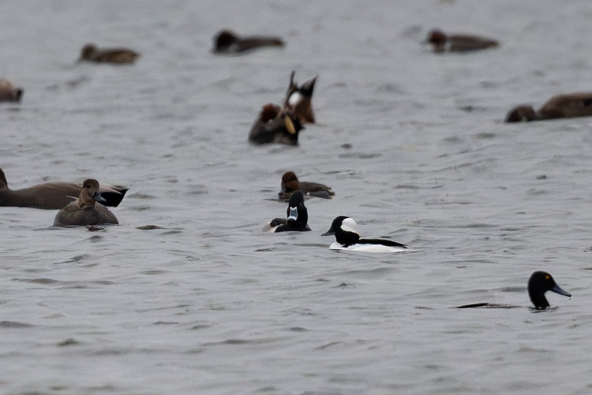 Bufflehead - ML646127028