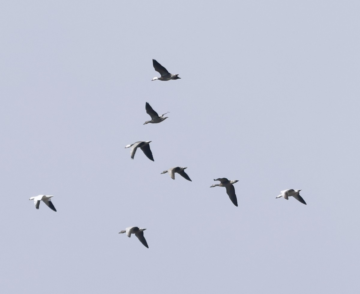 Snow Goose - ML646127030