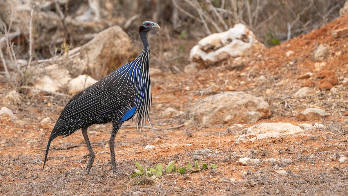 Vulturine Guineafowl - ML646127031