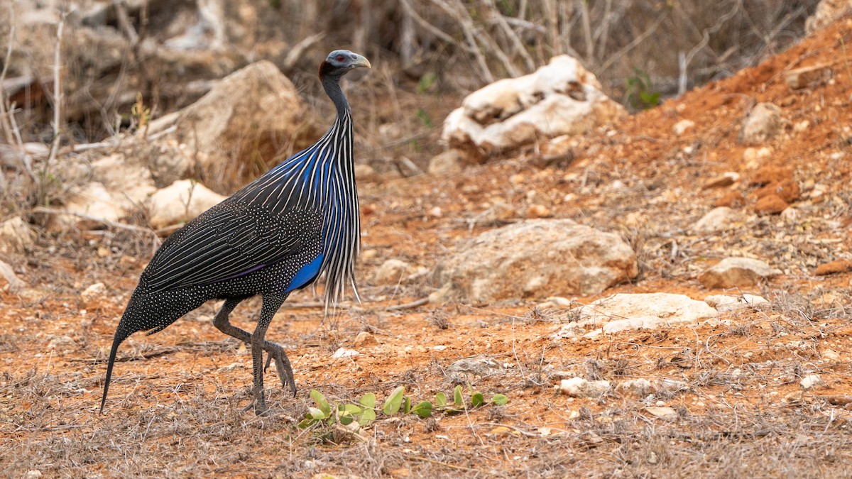 Vulturine Guineafowl - ML646127032