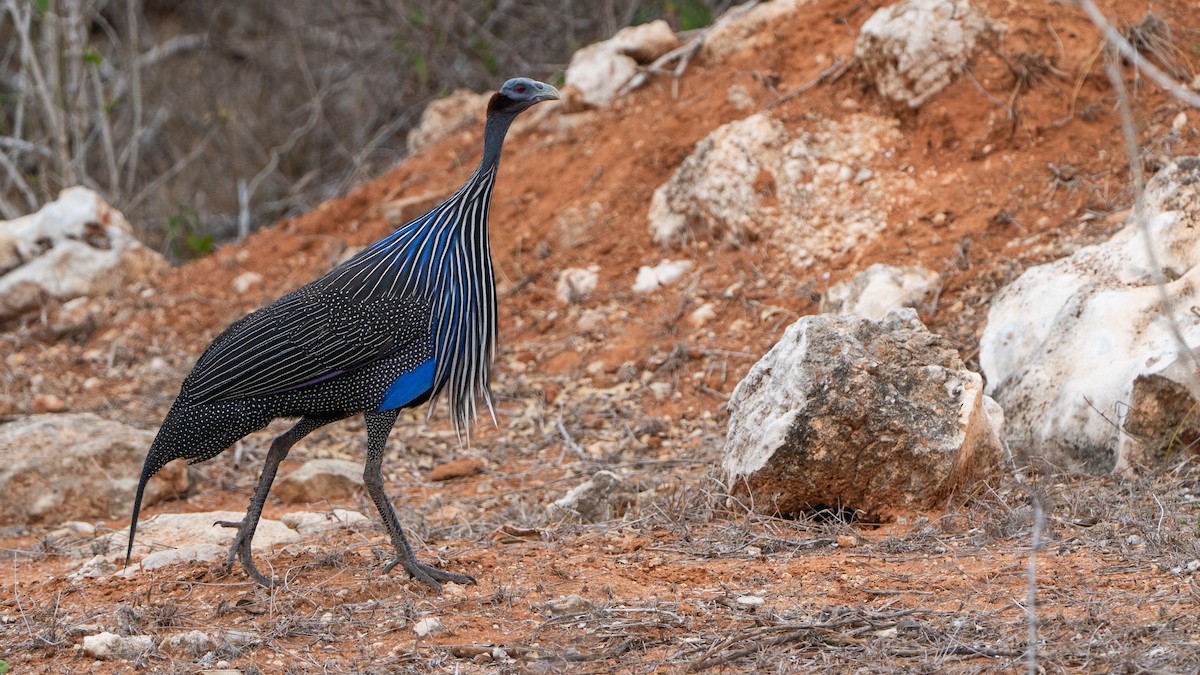 Vulturine Guineafowl - ML646127033