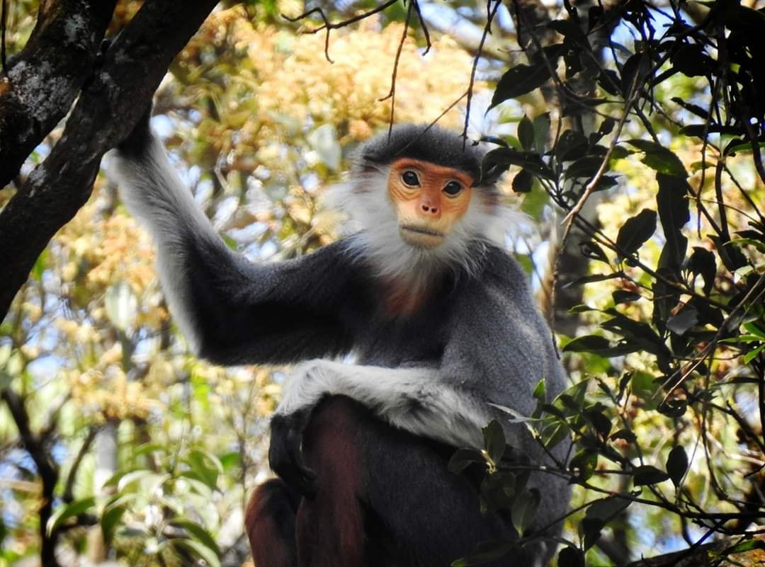 Red-shanked Douc Langur - ML646127034