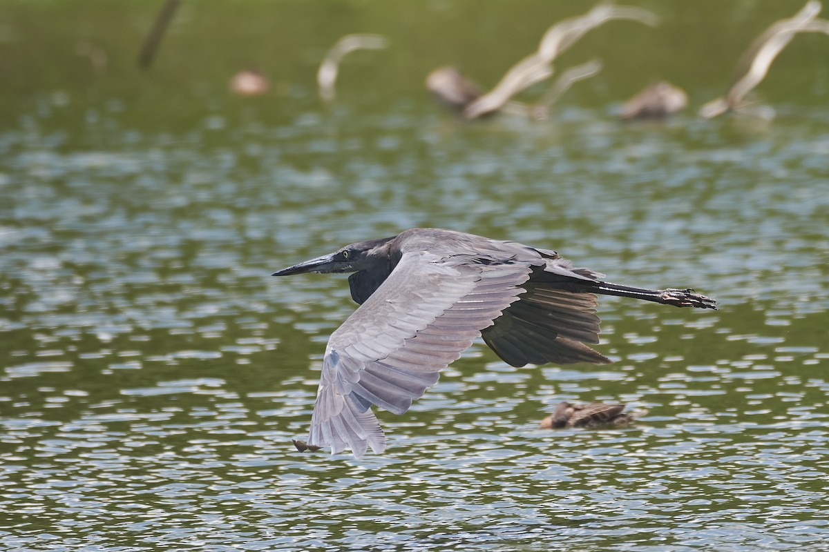 Humblot's Heron - ML646127035