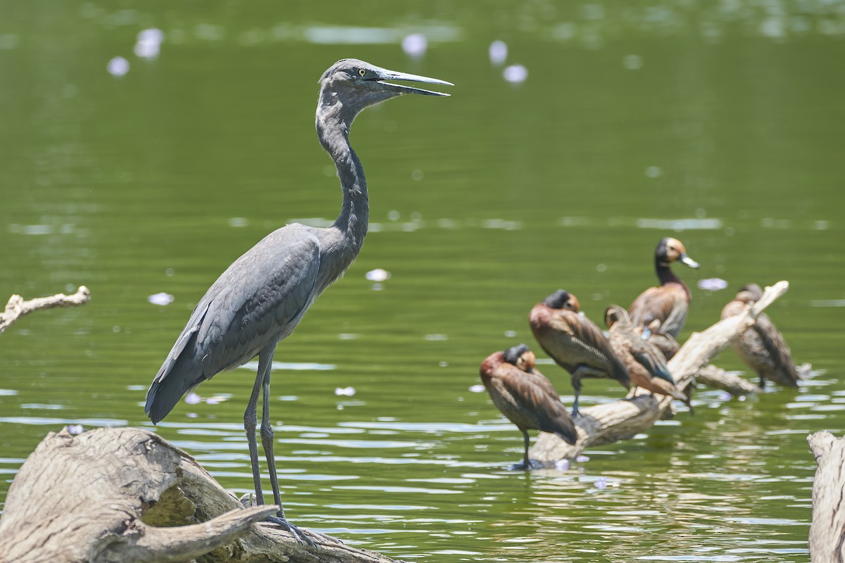 Humblot's Heron - ML646127036