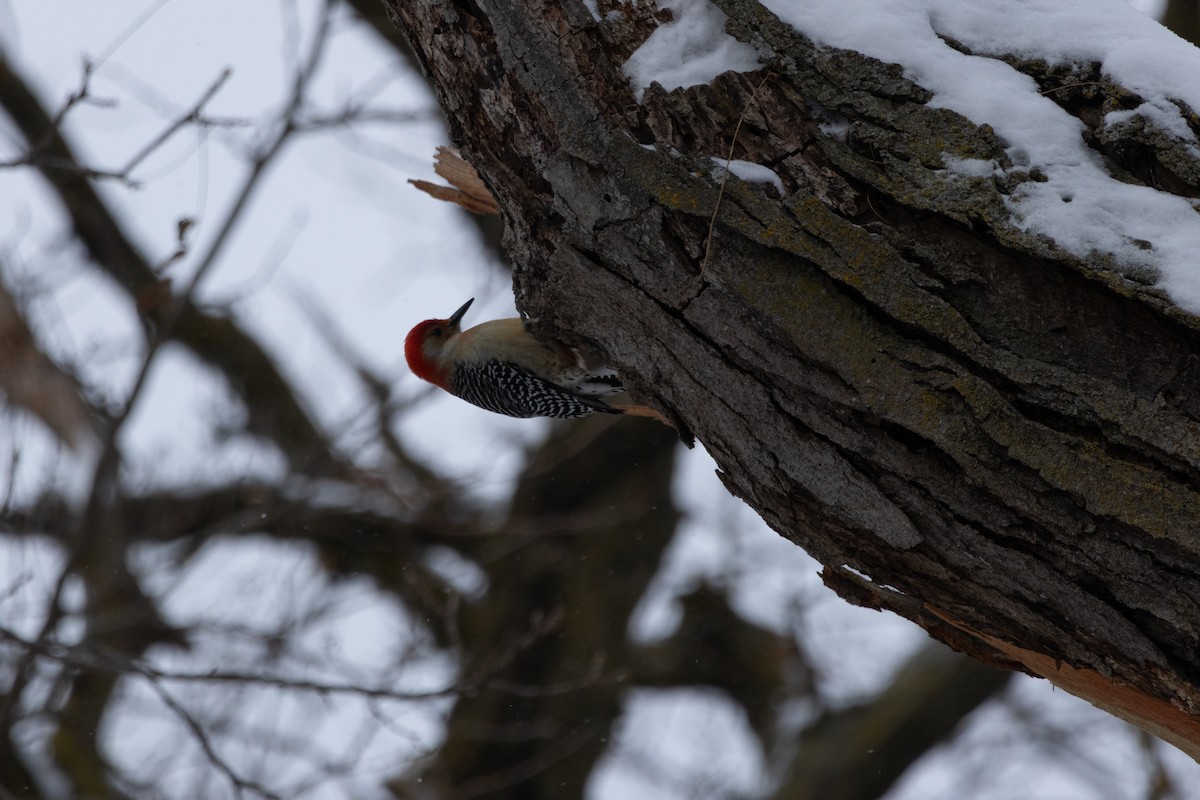 シマセゲラ - ML646127040