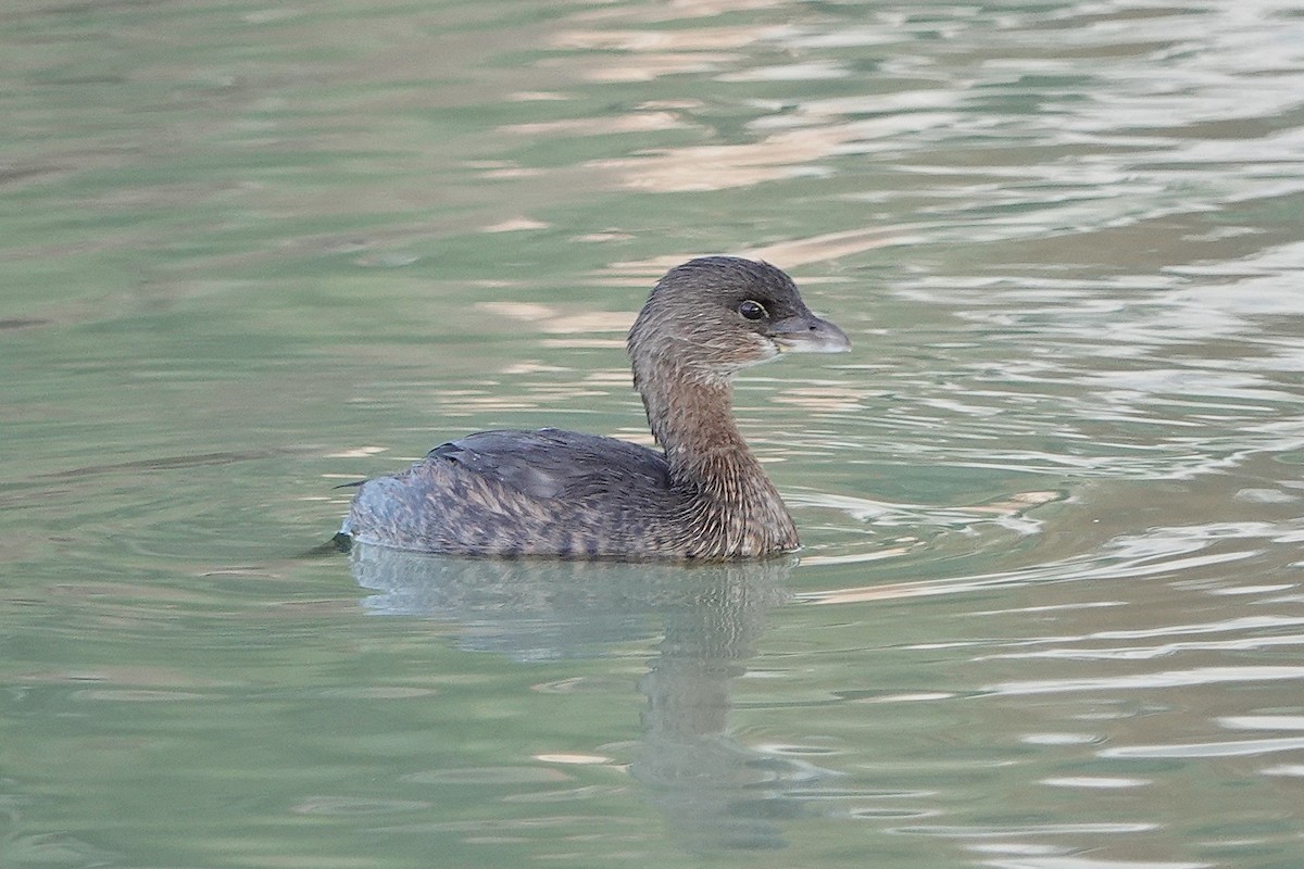 Pied-billed Grebe - ML646127046