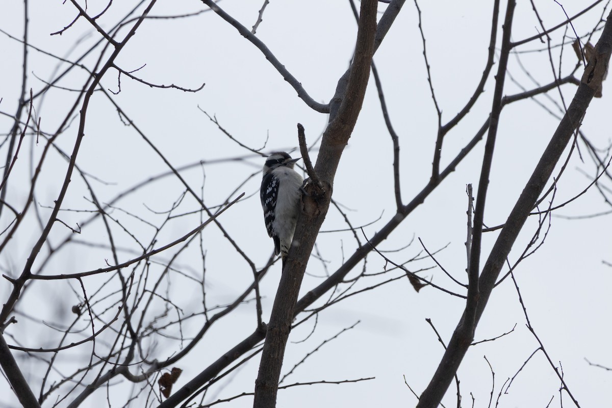 セジロコゲラ - ML646127051