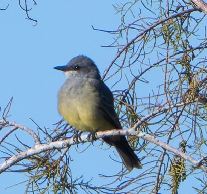 Cassin's Kingbird - ML646127054