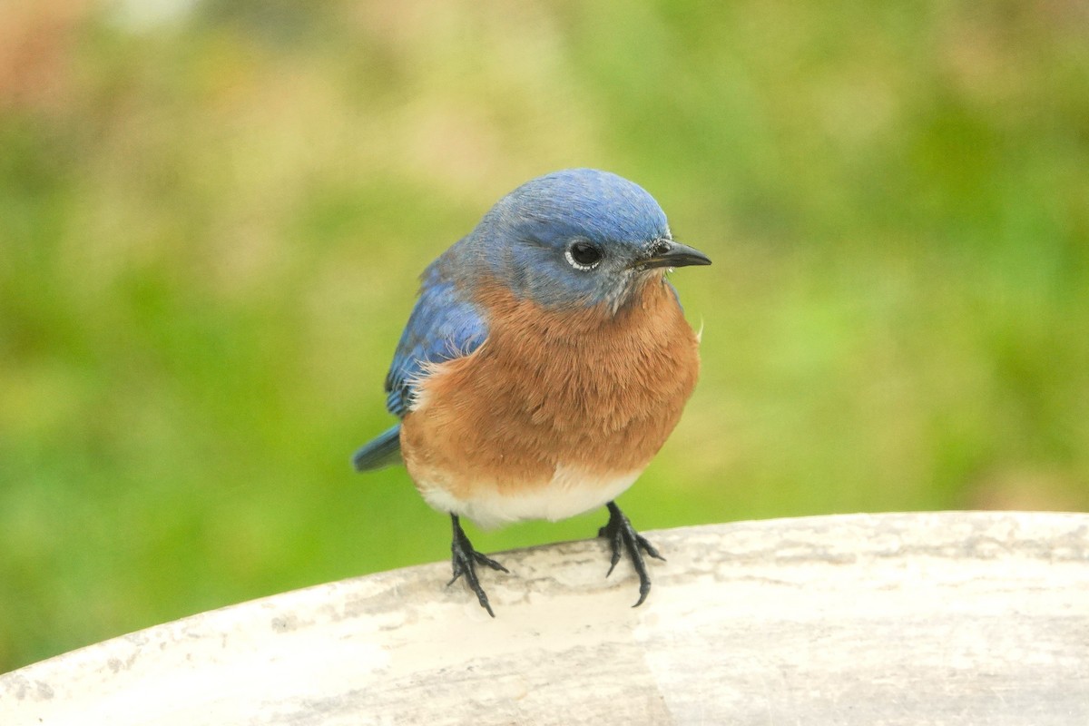 Eastern Bluebird - ML646127058