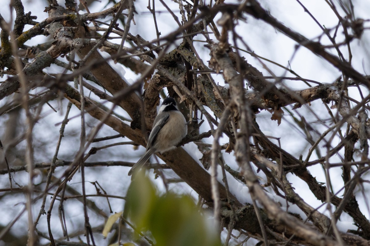 アメリカコガラ - ML646127060