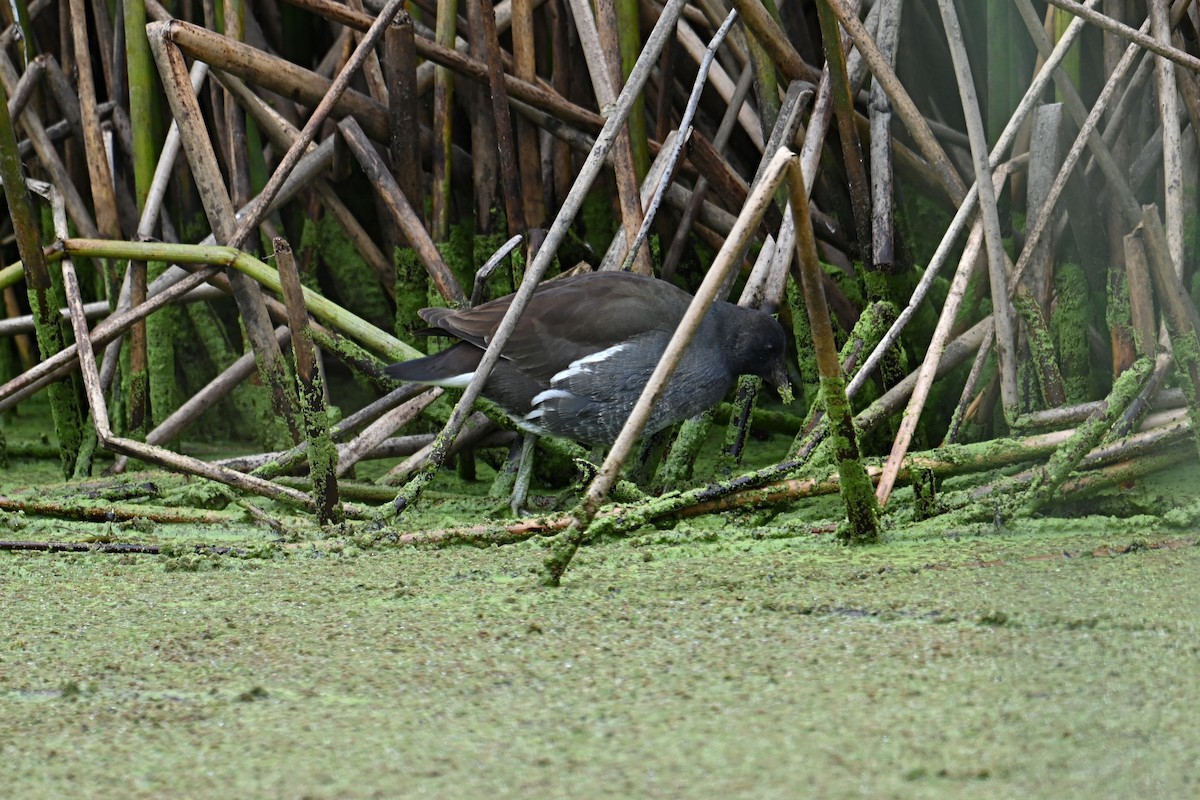 Common Gallinule - ML646127063