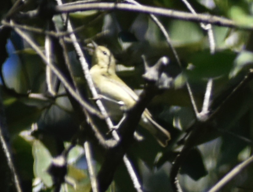 Tennessee Warbler - ML646127064