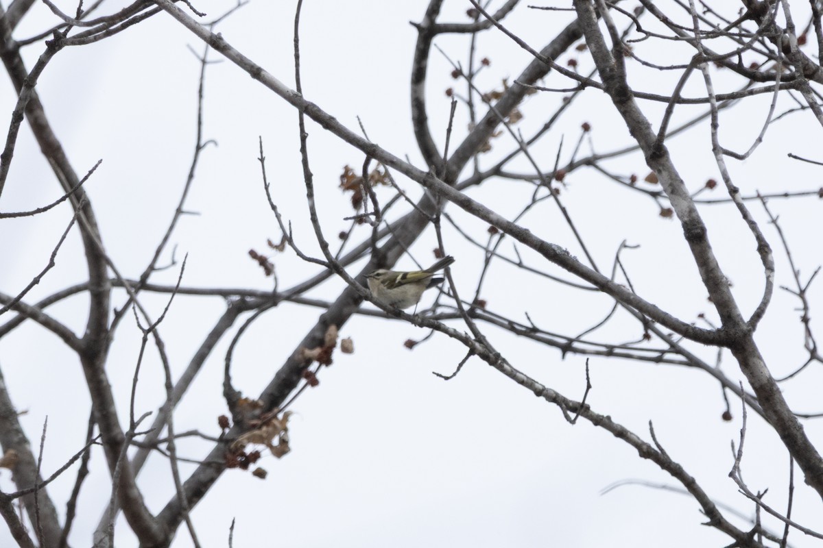 アメリカキクイタダキ - ML646127067