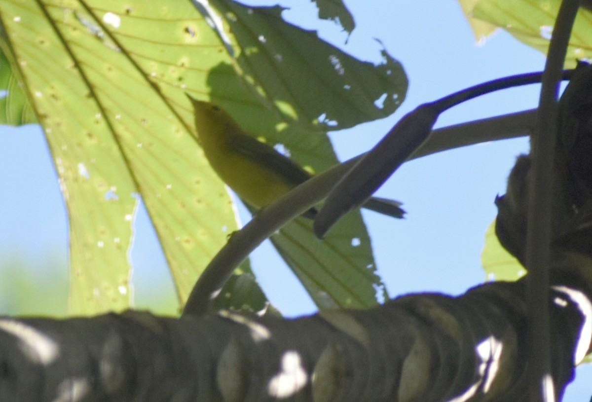 Wilson's Warbler - ML646127073