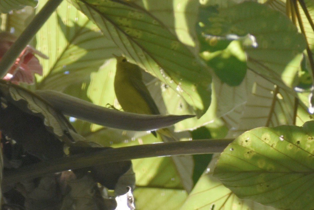 Wilson's Warbler - ML646127074