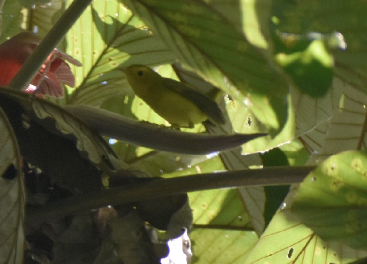 Wilson's Warbler - ML646127075
