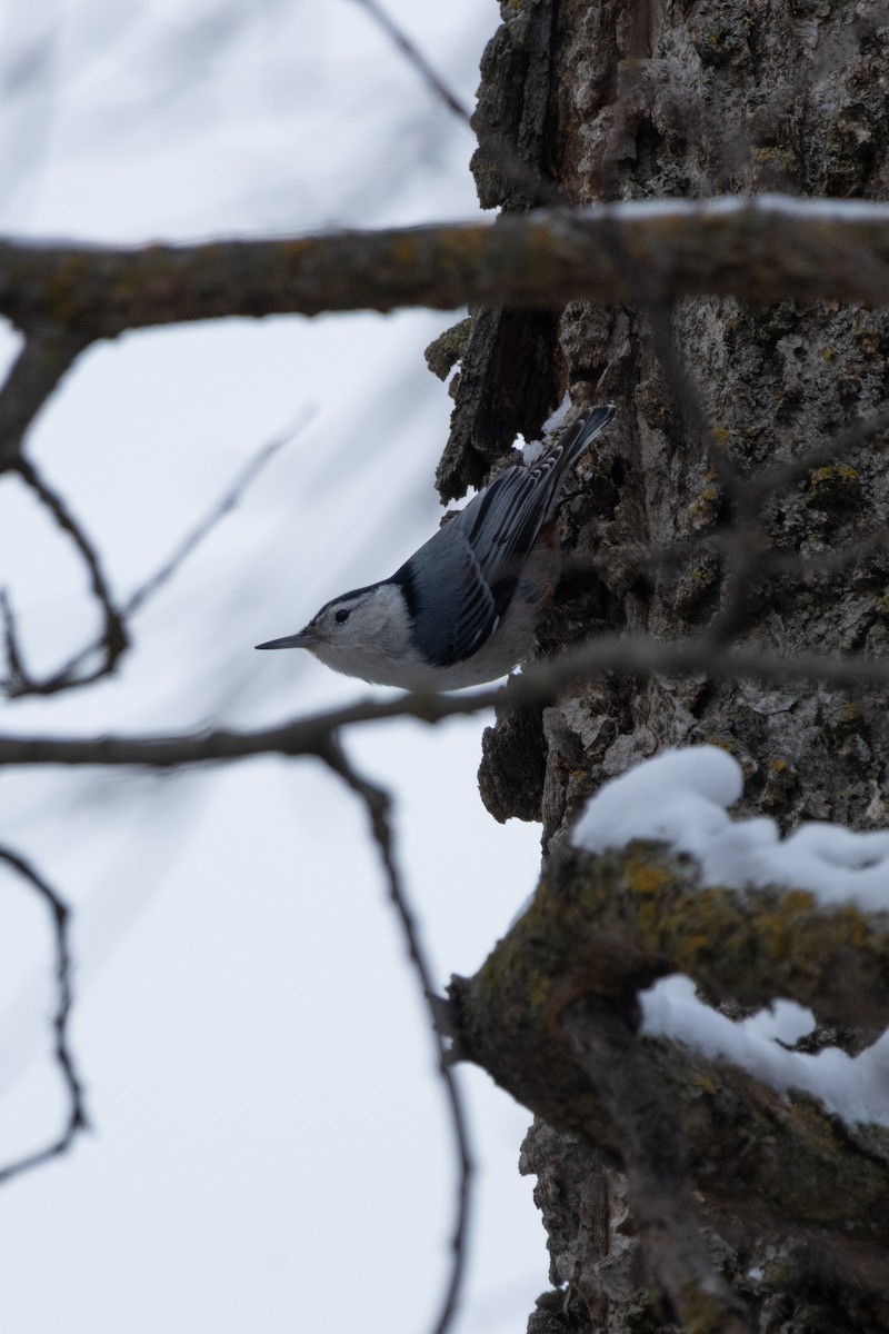 ムナジロゴジュウカラ - ML646127077