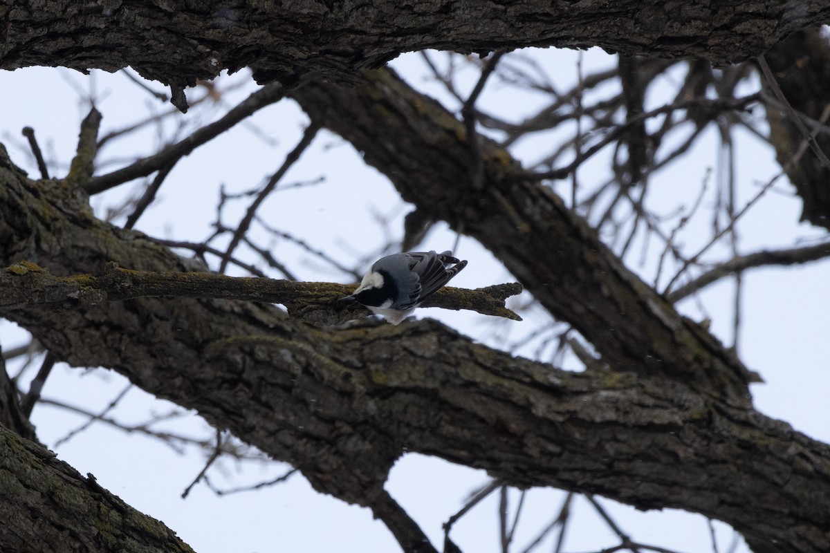 ムナジロゴジュウカラ - ML646127078