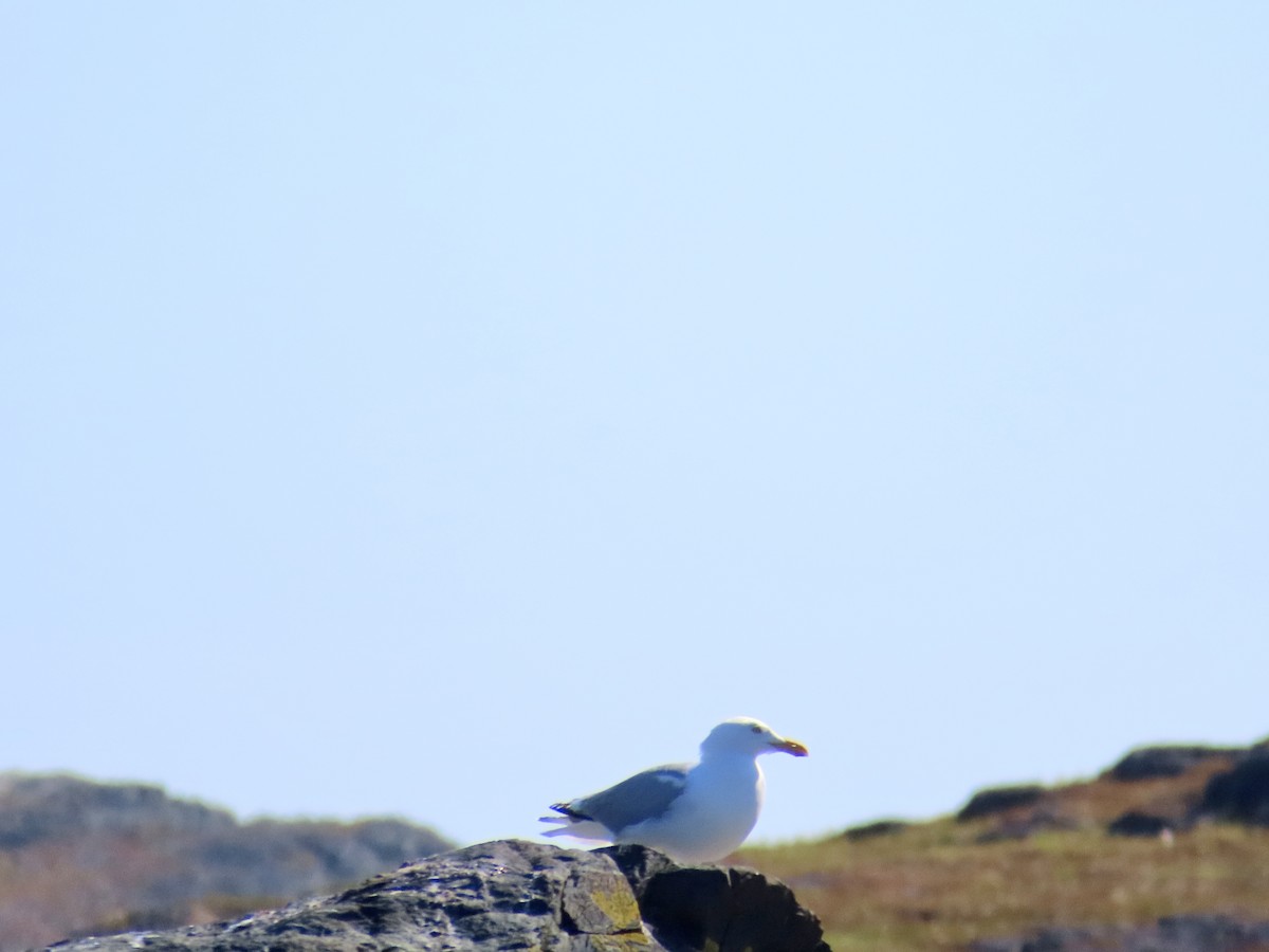 American Herring Gull - ML646127079