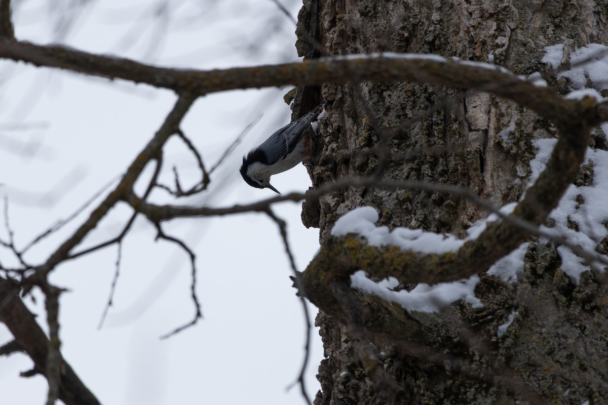 ムナジロゴジュウカラ - ML646127082