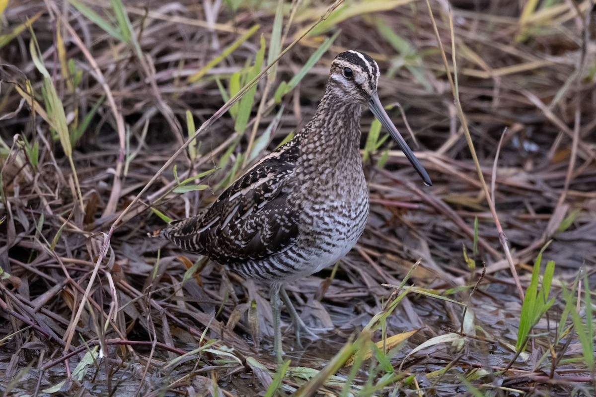Wilson's Snipe - ML646127083