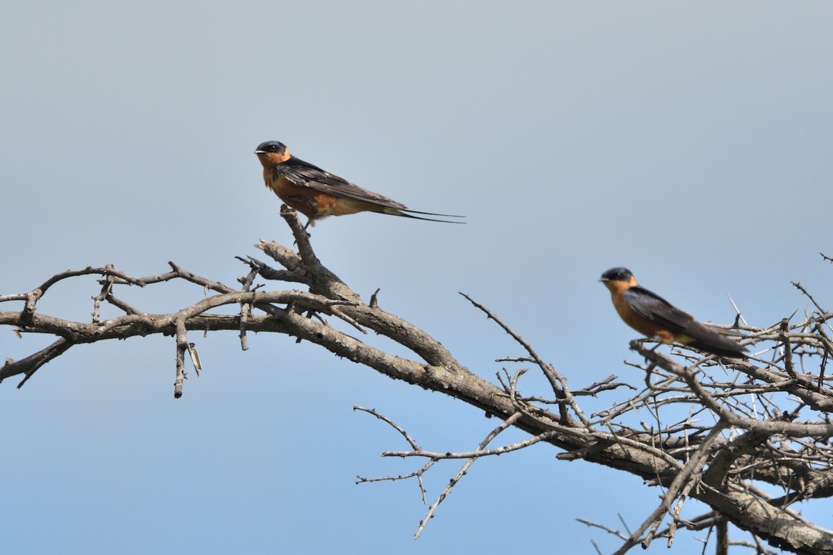 Rufous-chested Swallow - ML646127084