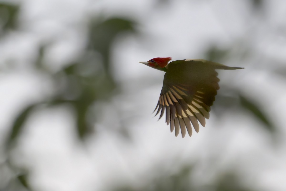 Helmeted Woodpecker - ML646127086