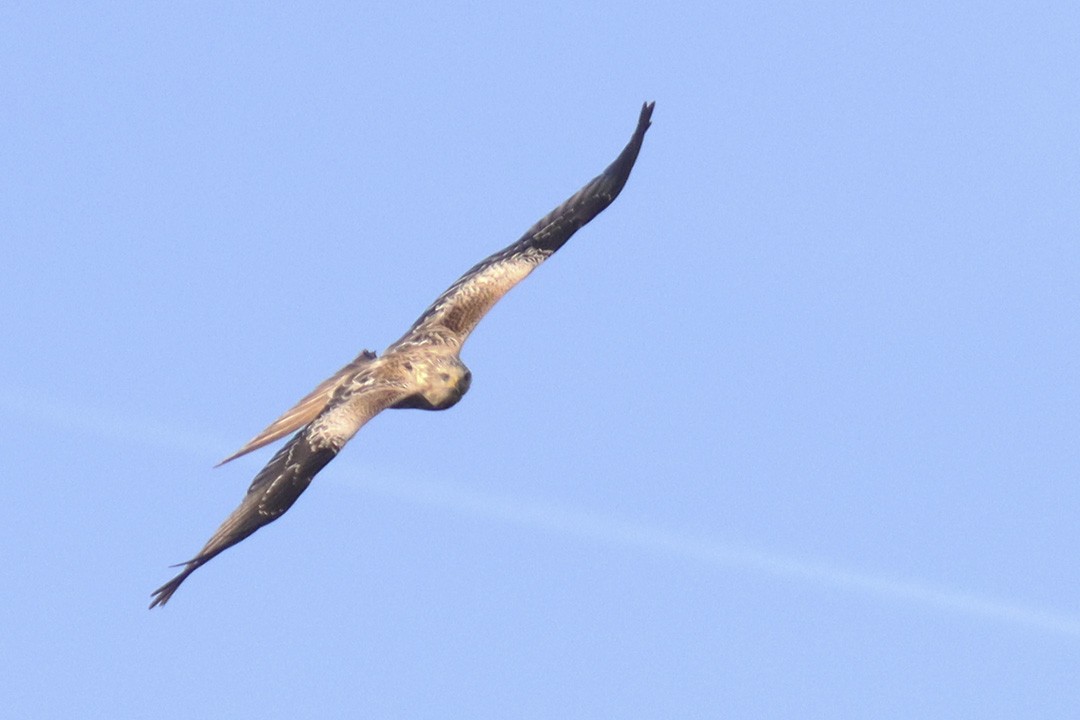 Nibbio reale - ML646127087