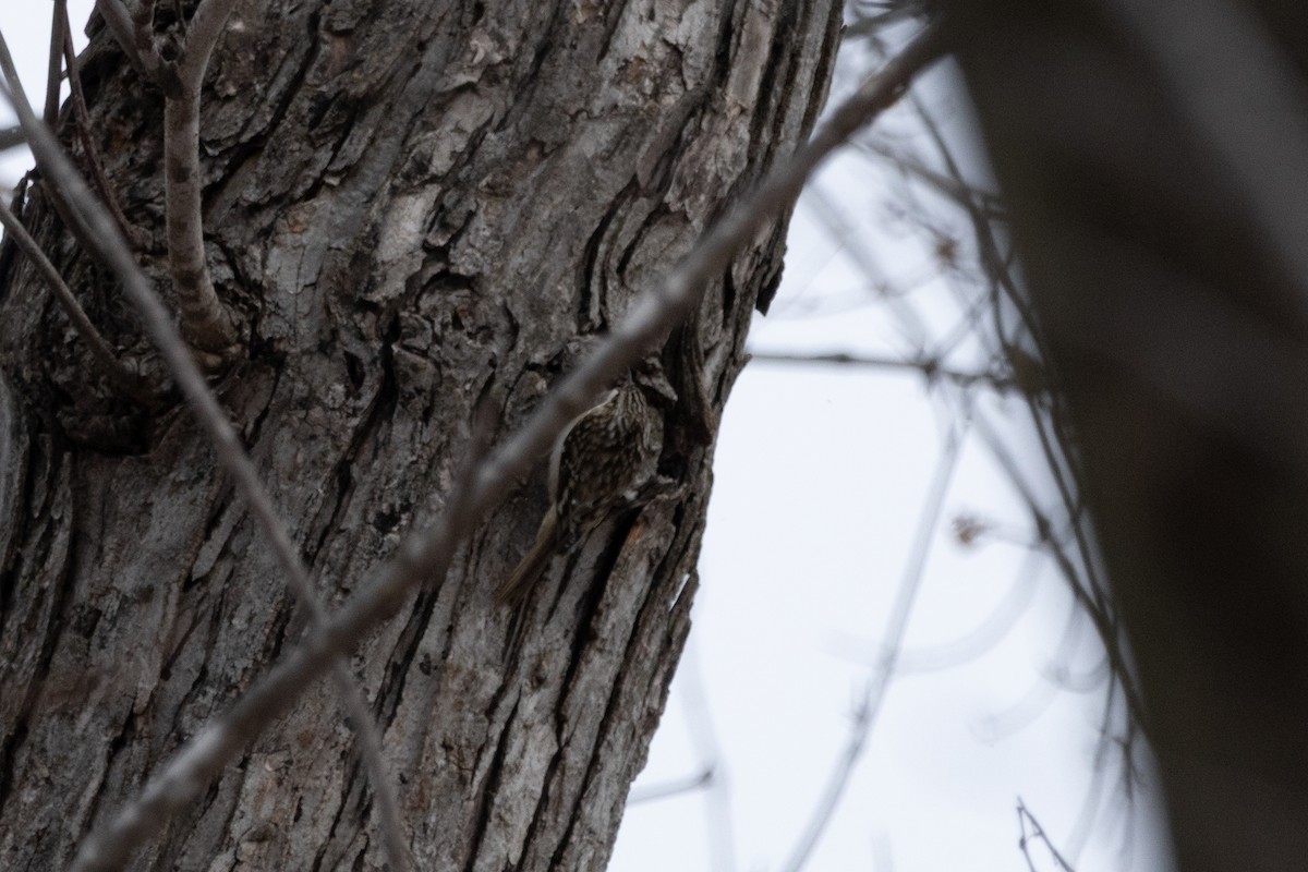 アメリカキバシリ - ML646127088