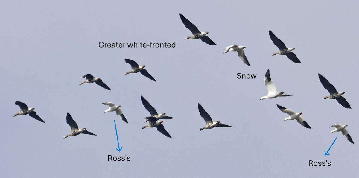 Ross's Goose - ML646127092