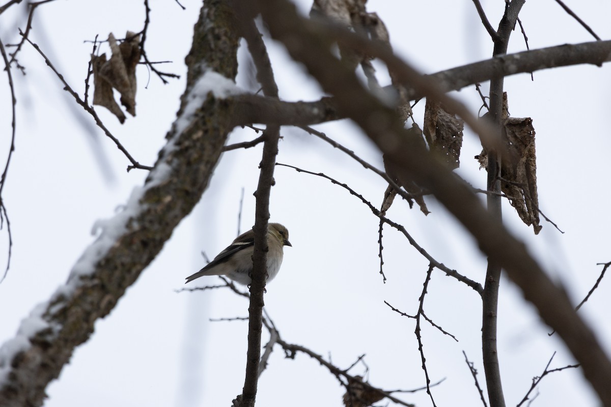 オウゴンヒワ - ML646127093