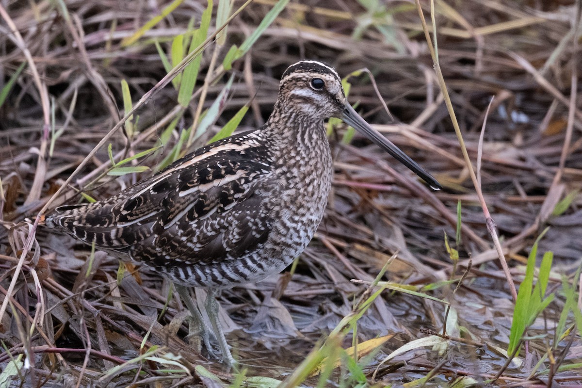 Wilson's Snipe - ML646127094