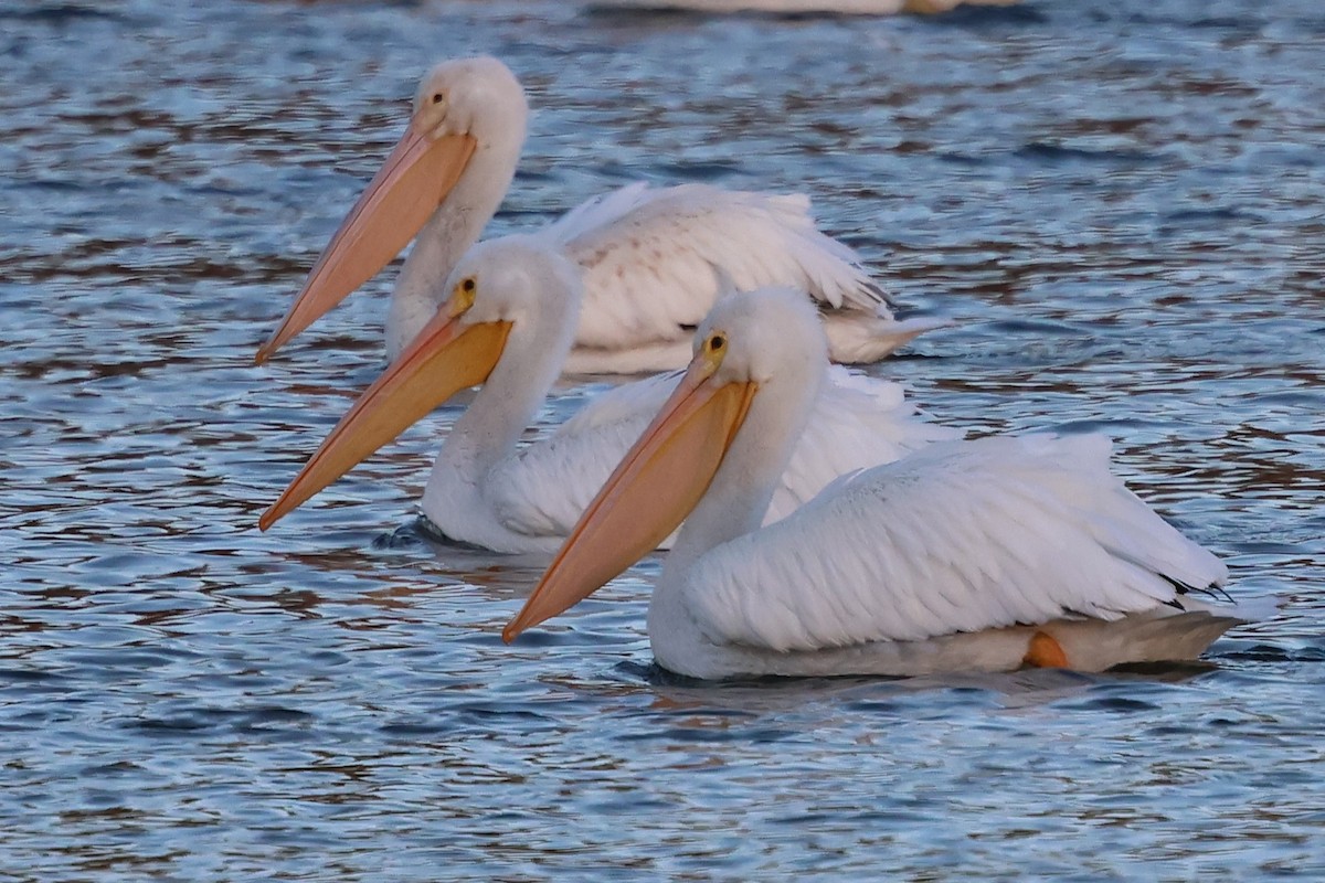 pelikán severoamerický - ML646127095