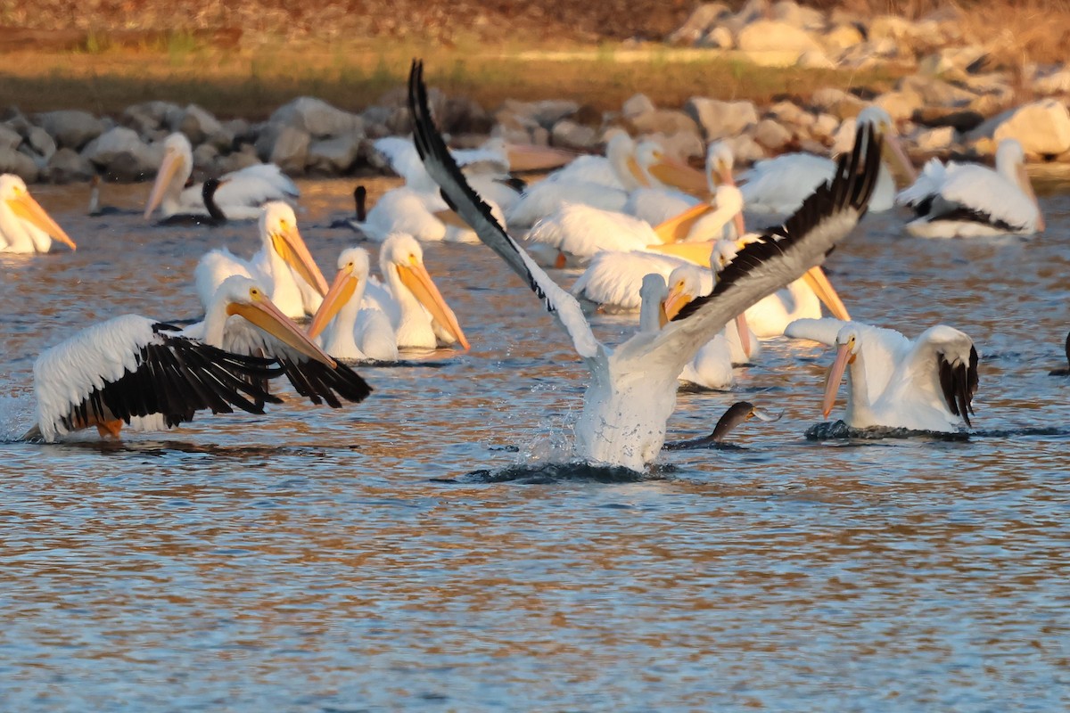 pelikán severoamerický - ML646127097