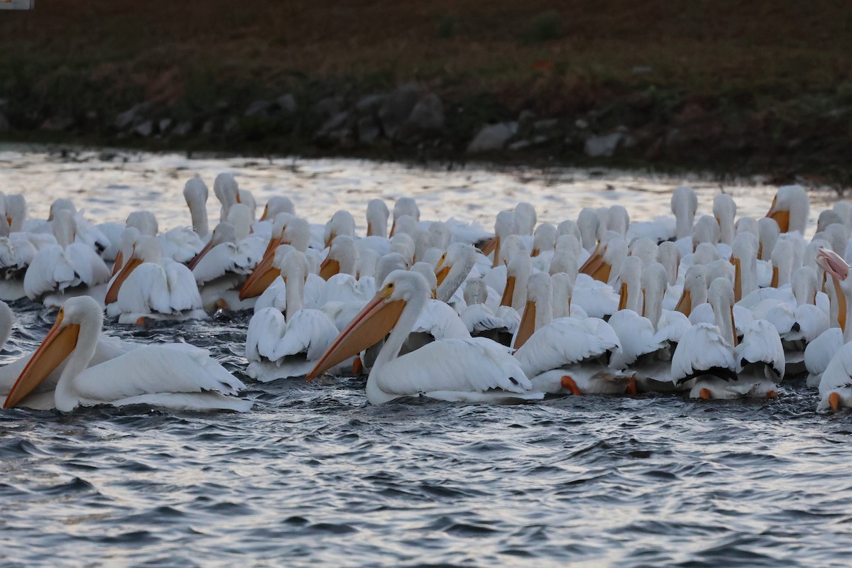 pelikán severoamerický - ML646127102