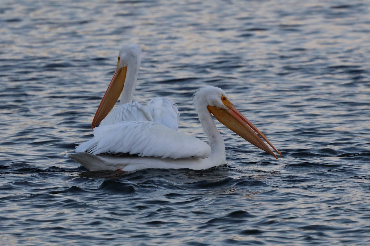 pelikán severoamerický - ML646127104