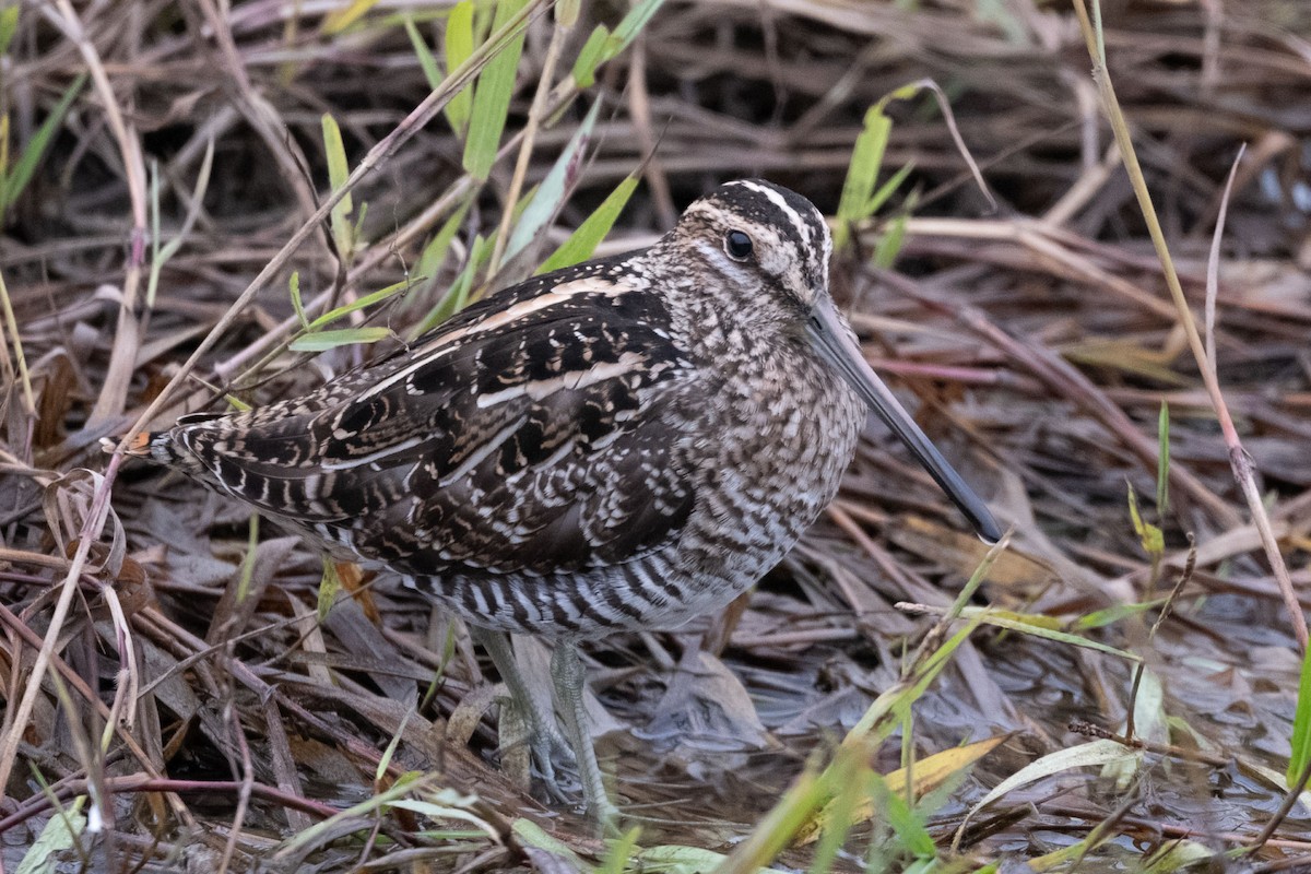 Wilson's Snipe - ML646127105