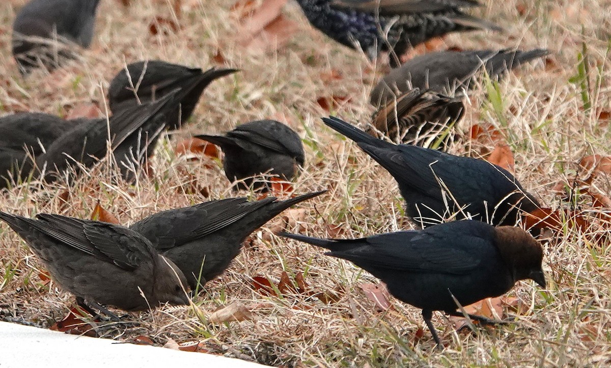 שחרורית חומת-ראש - ML646127106